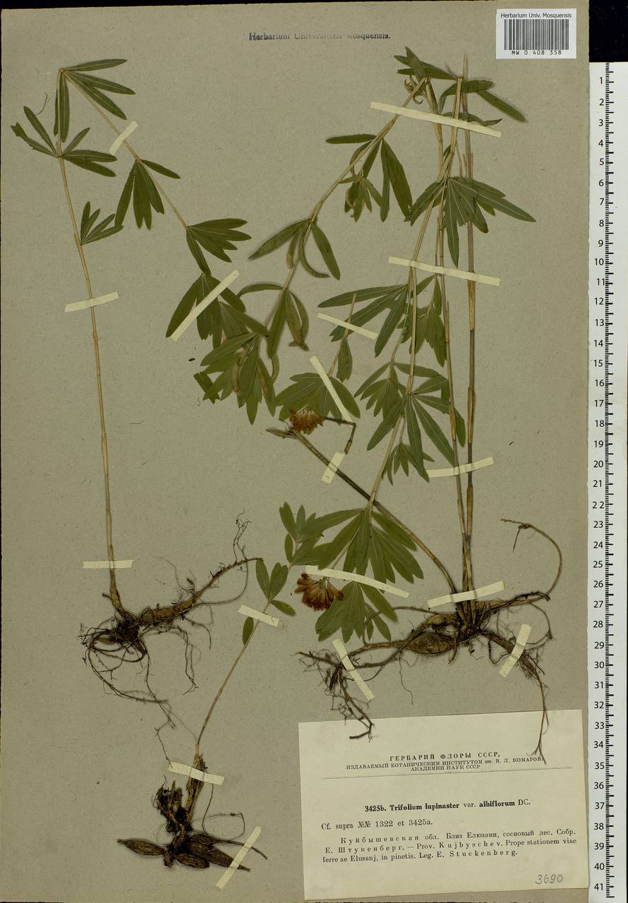 Trifolium lupinaster L., Eastern Europe, Middle Volga region (E8) (Russia)