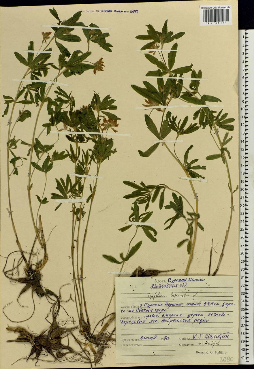 Trifolium lupinaster L., Eastern Europe, Middle Volga region (E8) (Russia)