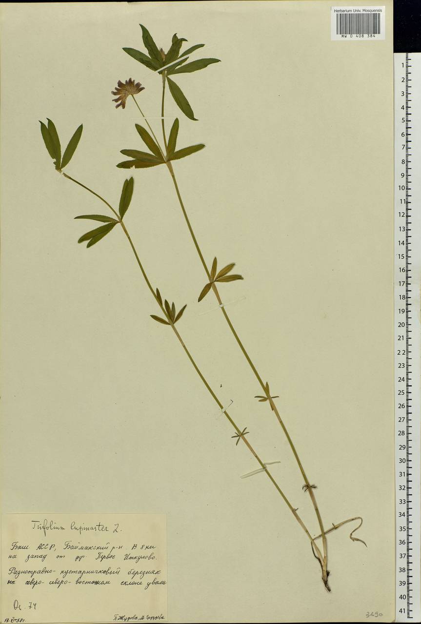 Trifolium lupinaster L., Eastern Europe, Eastern region (E10) (Russia)