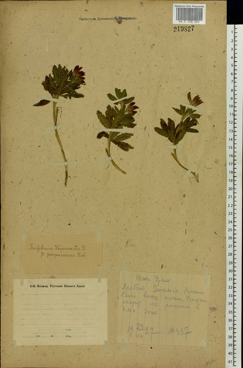 Trifolium lupinaster L., Eastern Europe, Eastern region (E10) (Russia)