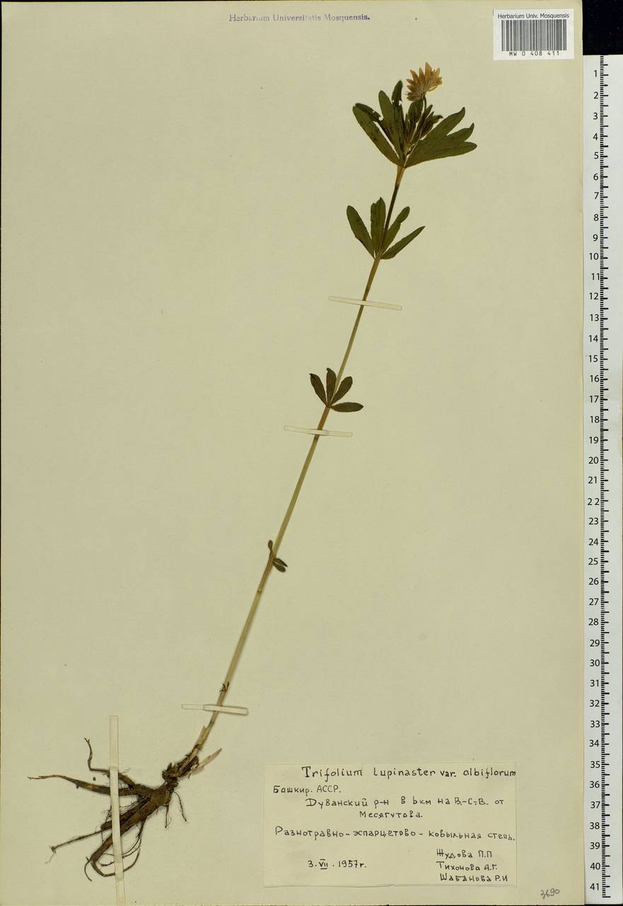 Trifolium lupinaster L., Eastern Europe, Eastern region (E10) (Russia)
