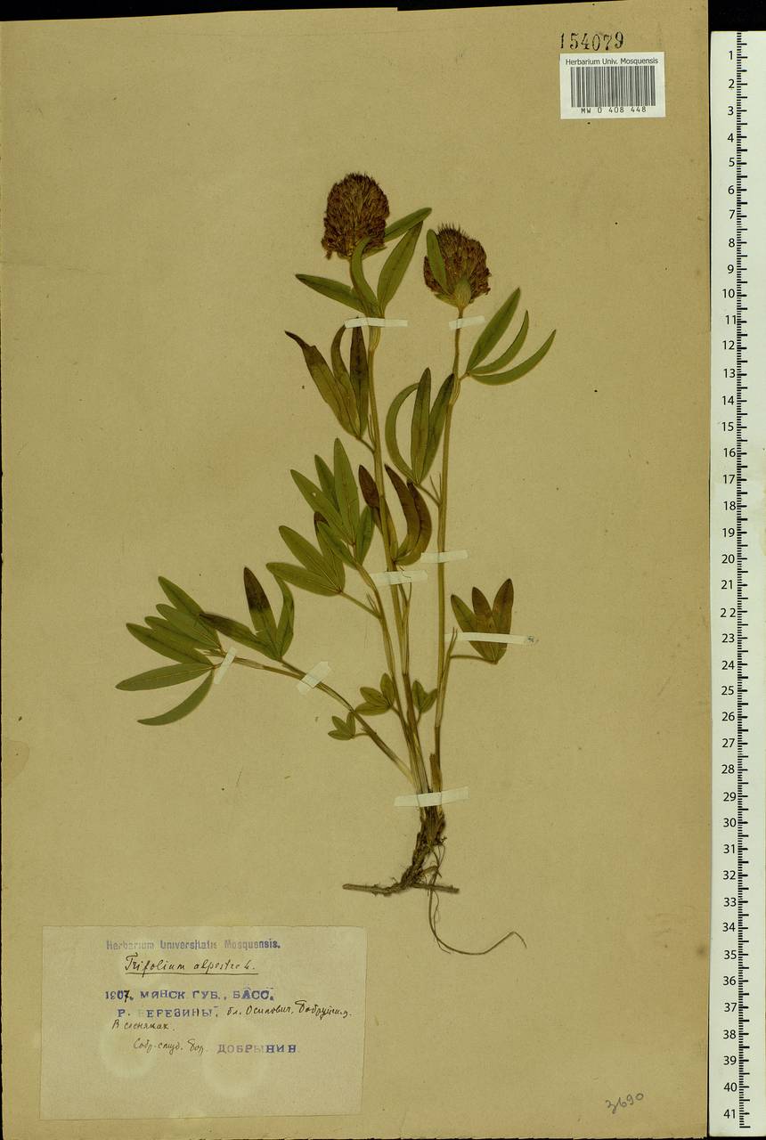 Trifolium alpestre L., Eastern Europe, Belarus (E3a) (Belarus)