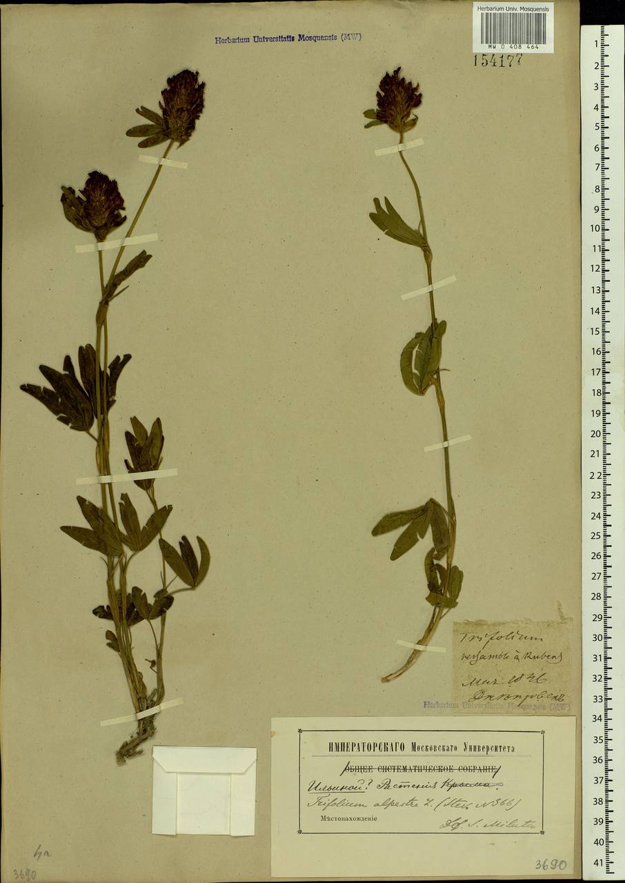 Trifolium alpestre L., Eastern Europe, South Ukrainian region (E12) (Ukraine)