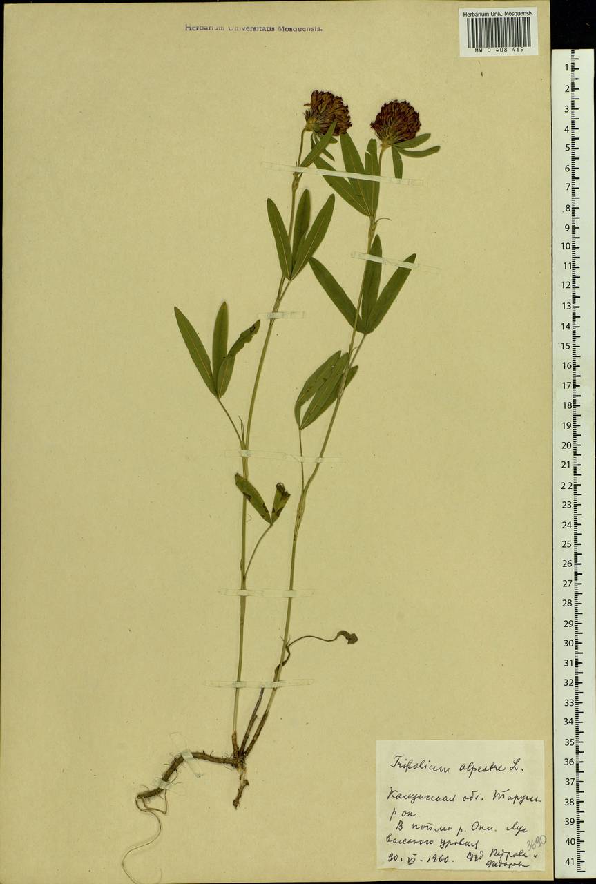 Trifolium alpestre L., Eastern Europe, Central region (E4) (Russia)