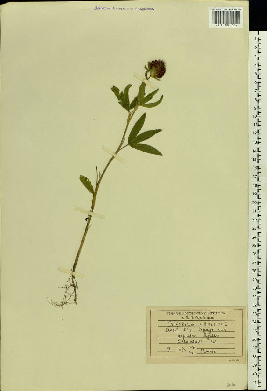 Trifolium alpestre L., Eastern Europe, Moscow region (E4a) (Russia)