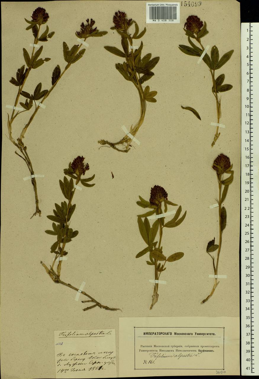 Trifolium alpestre L., Eastern Europe, Moscow region (E4a) (Russia)