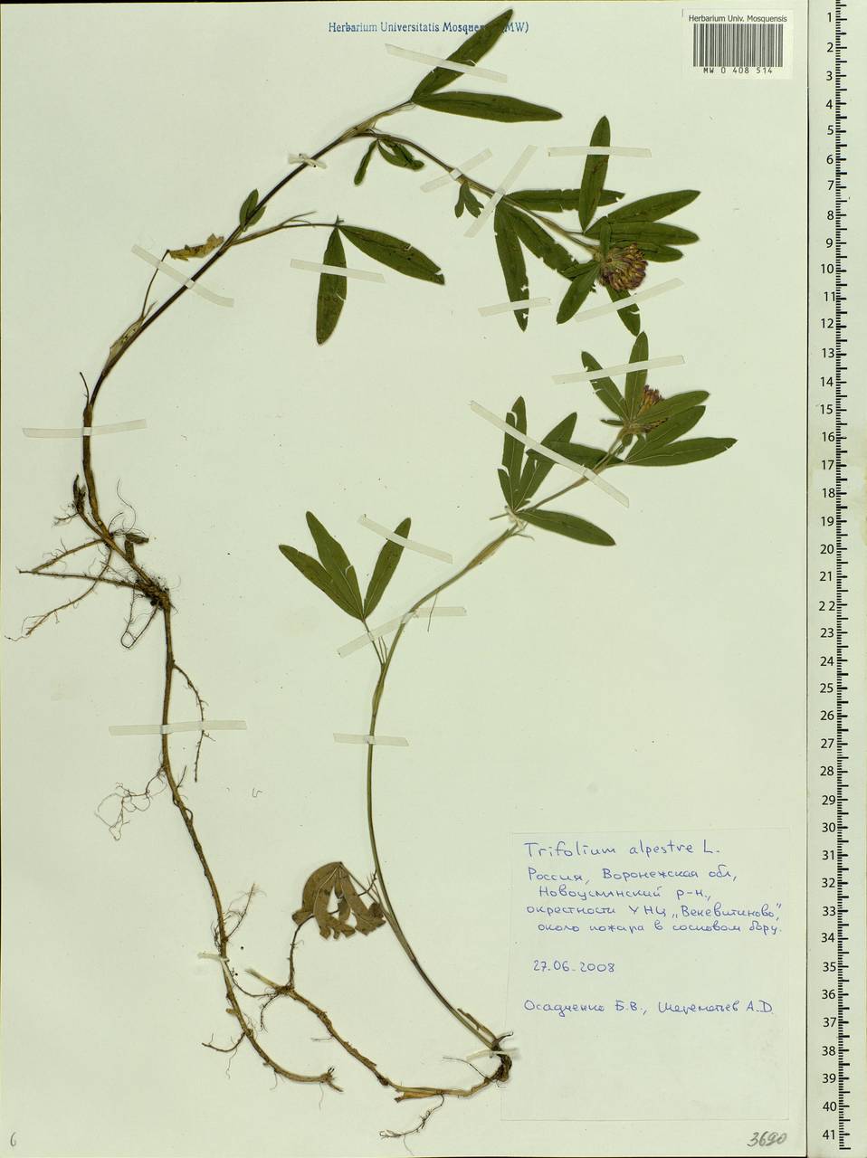 Trifolium alpestre L., Eastern Europe, Central forest-and-steppe region (E6) (Russia)