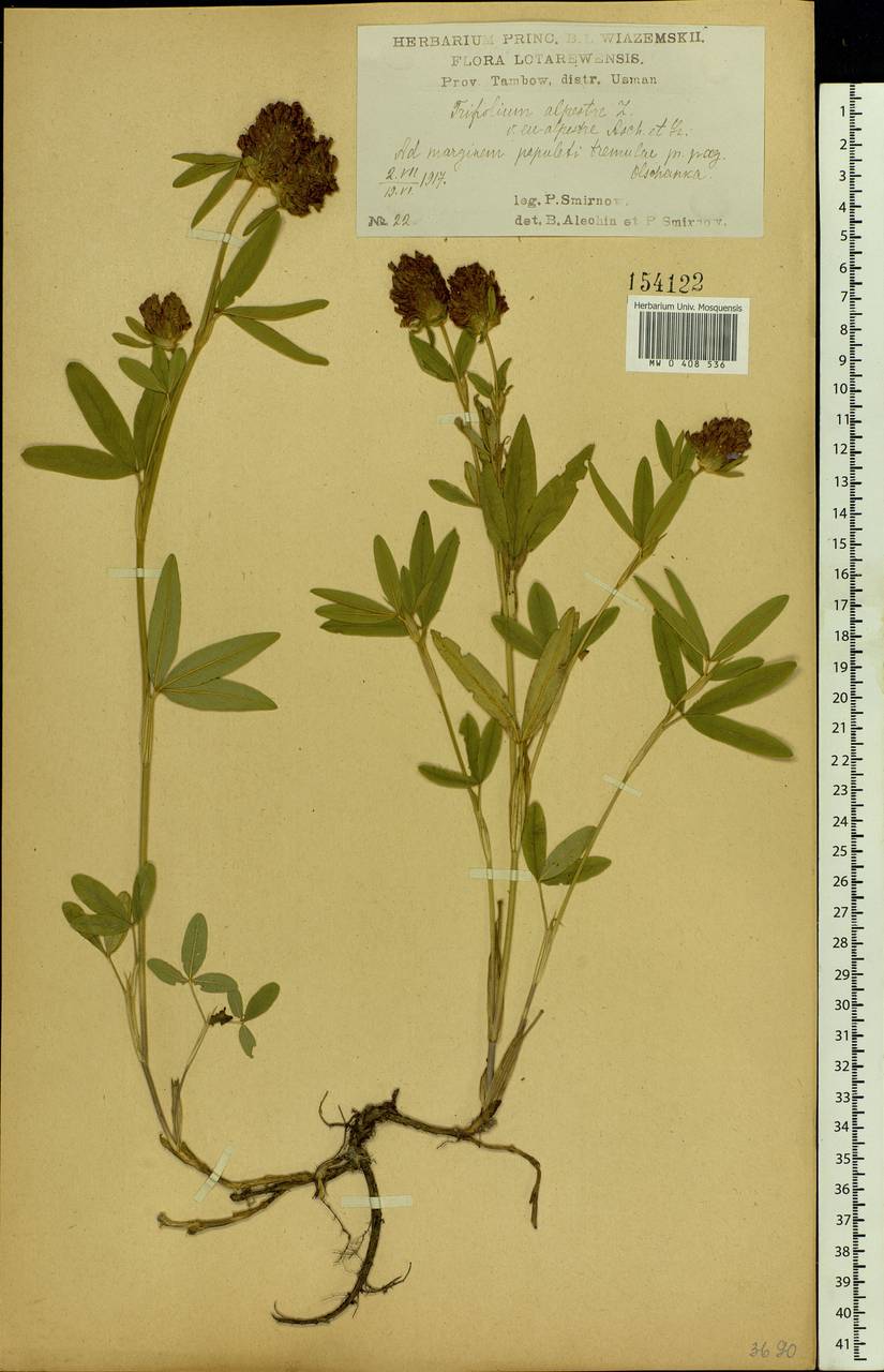 Trifolium alpestre L., Eastern Europe, Central forest-and-steppe region (E6) (Russia)