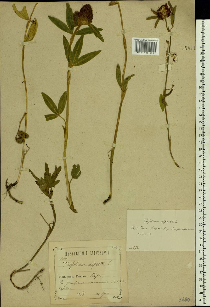 Trifolium alpestre L., Eastern Europe, Central forest-and-steppe region (E6) (Russia)