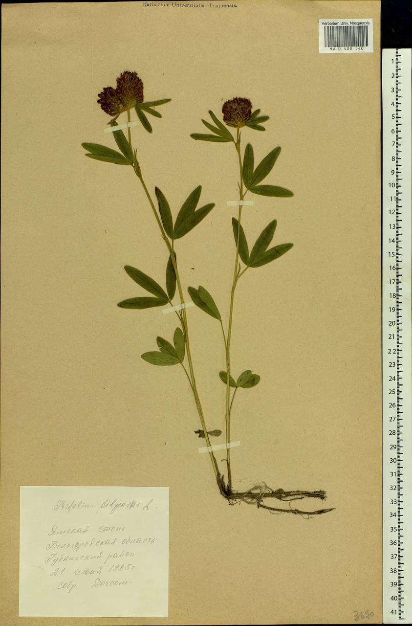 Trifolium alpestre L., Eastern Europe, Central forest-and-steppe region (E6) (Russia)
