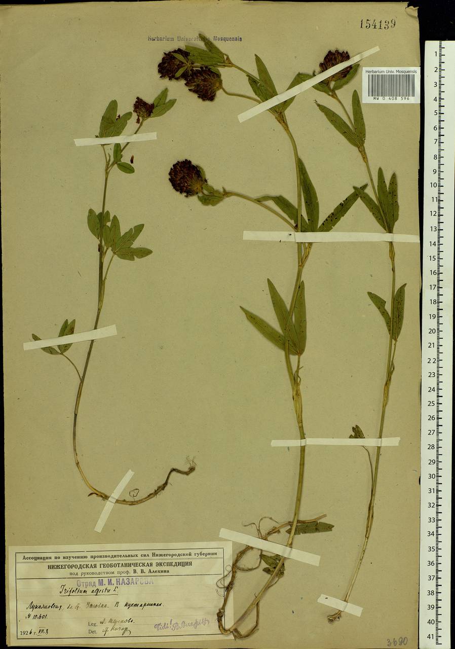 Trifolium alpestre L., Eastern Europe, Volga-Kama region (E7) (Russia)