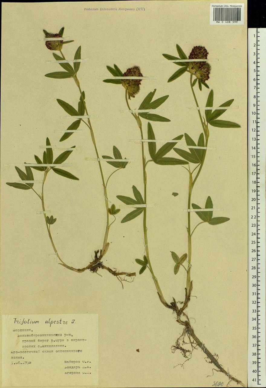 Trifolium alpestre L., Eastern Europe, Middle Volga region (E8) (Russia)