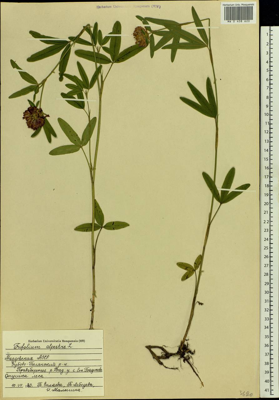 Trifolium alpestre L., Eastern Europe, Middle Volga region (E8) (Russia)
