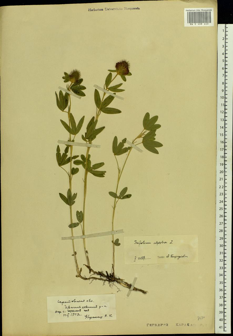 Trifolium alpestre L., Eastern Europe, Lower Volga region (E9) (Russia)