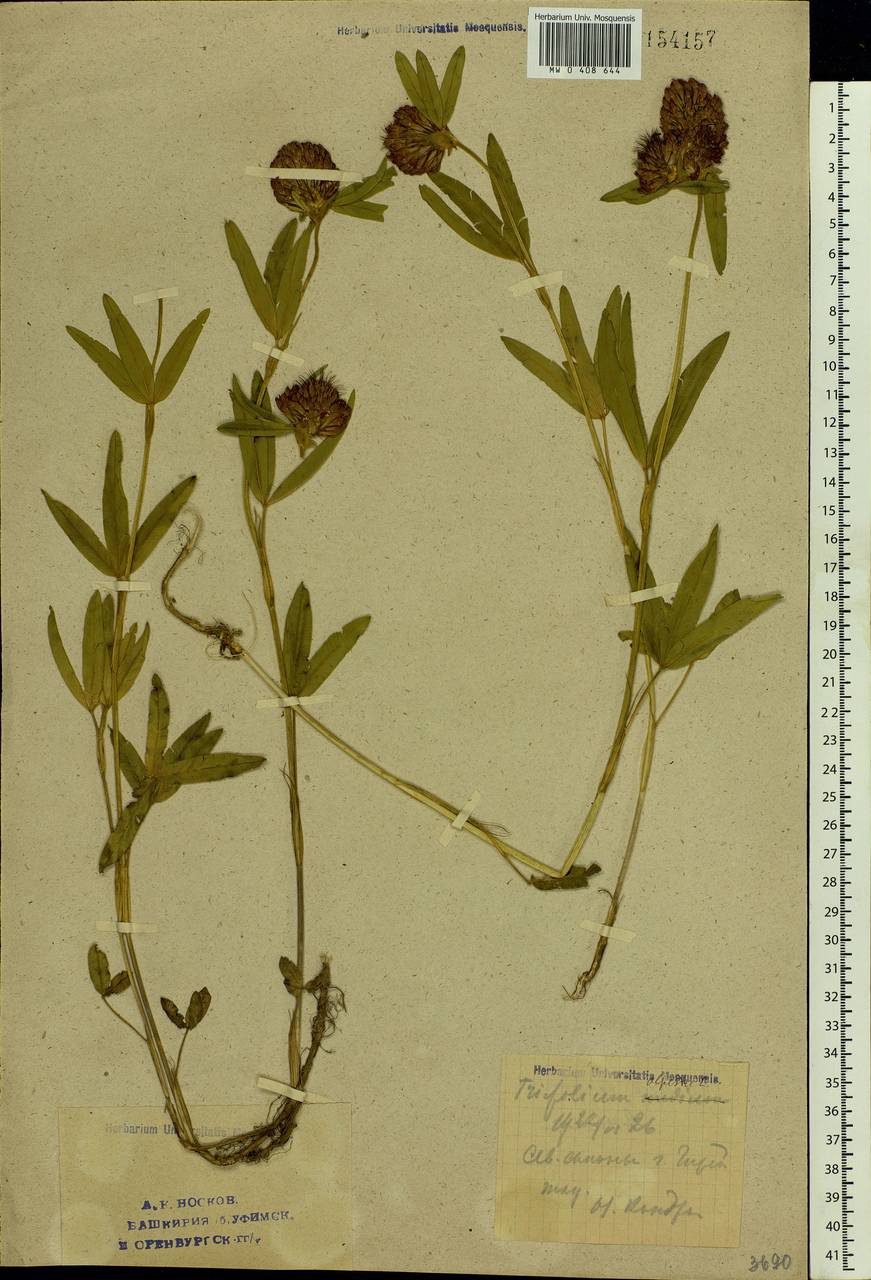 Trifolium alpestre L., Eastern Europe, Eastern region (E10) (Russia)