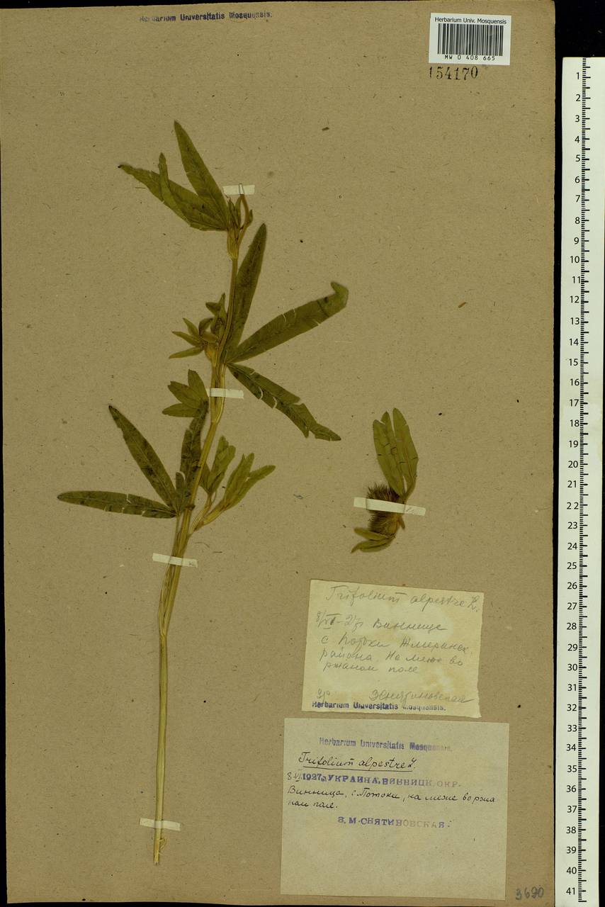 Trifolium alpestre L., Eastern Europe, South Ukrainian region (E12) (Ukraine)