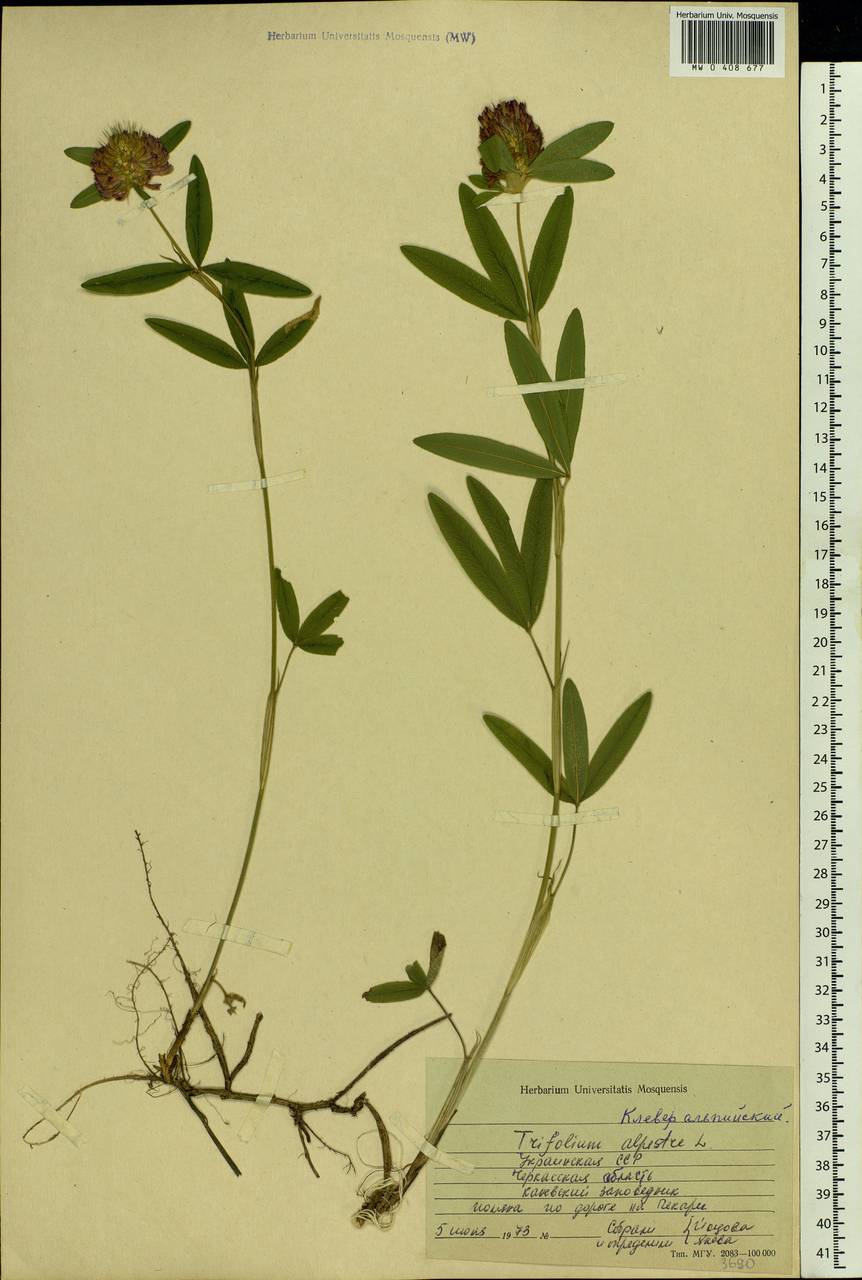 Trifolium alpestre L., Eastern Europe, South Ukrainian region (E12) (Ukraine)