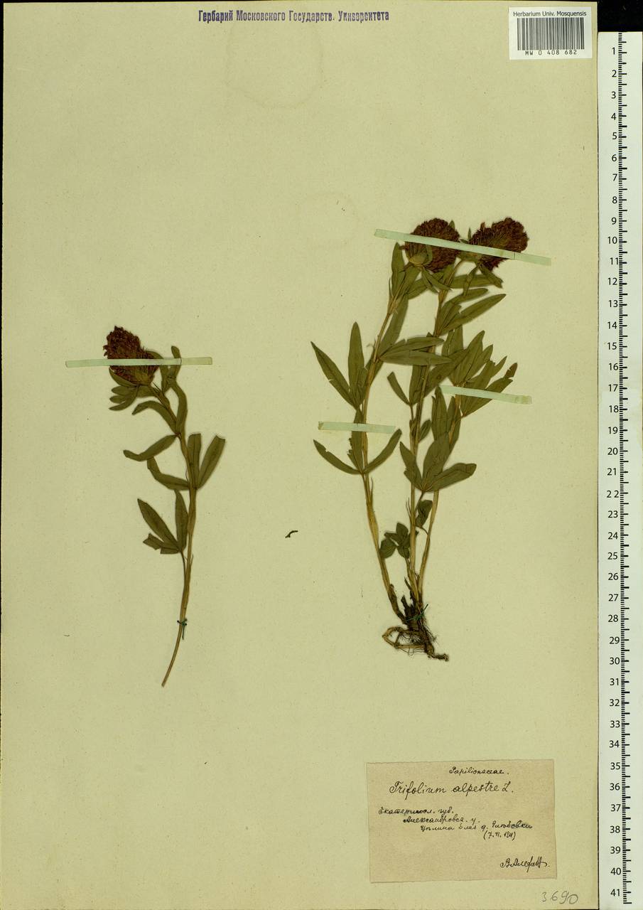 Trifolium alpestre L., Eastern Europe, South Ukrainian region (E12) (Ukraine)