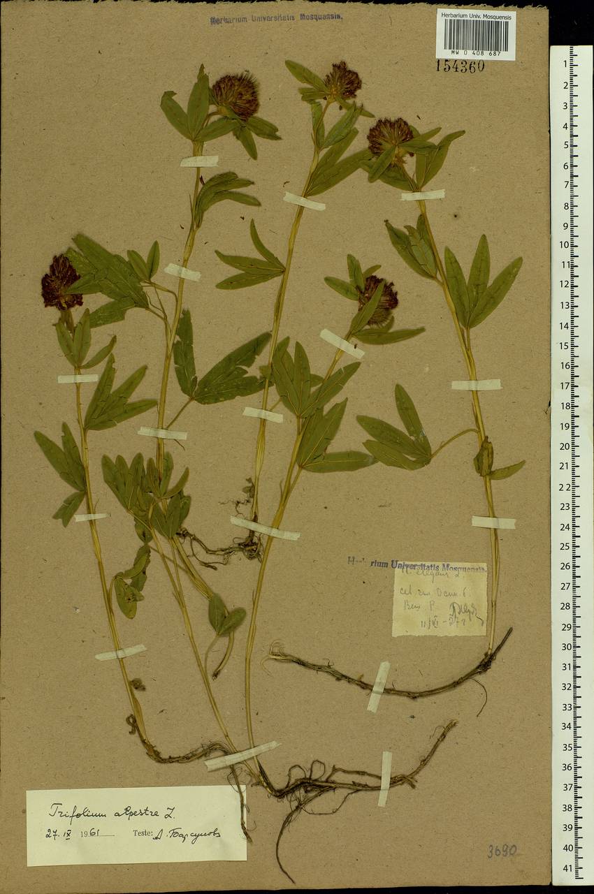 Trifolium alpestre L., Eastern Europe, Rostov Oblast (E12a) (Russia)