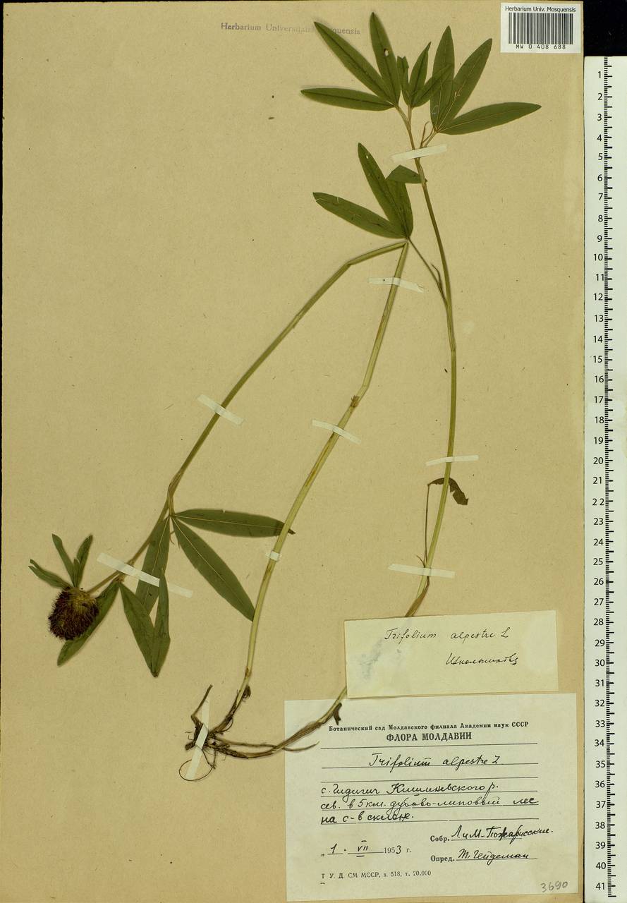 Trifolium alpestre L., Eastern Europe, Moldova (E13a) (Moldova)