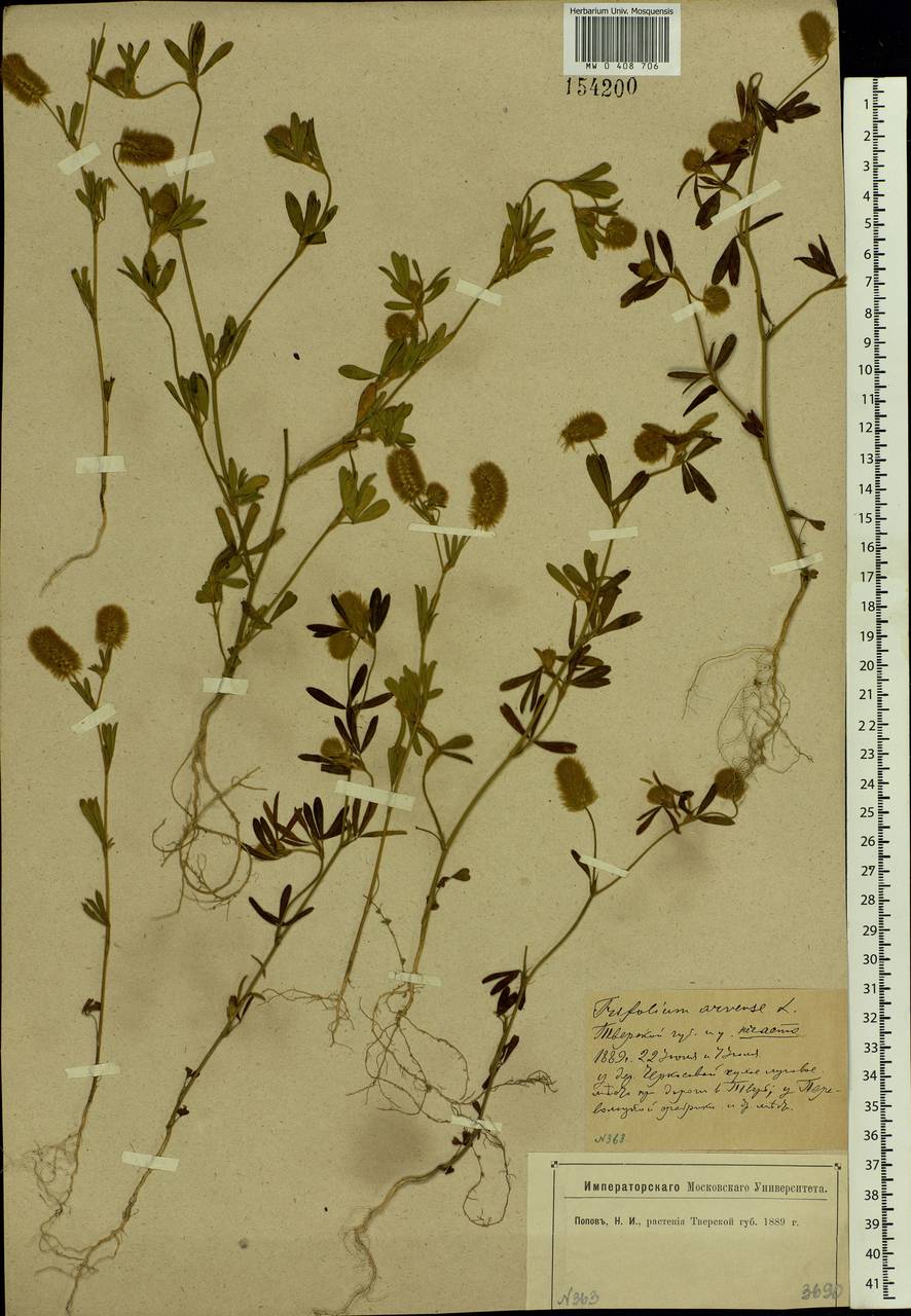 Trifolium arvense L., Eastern Europe, North-Western region (E2) (Russia)