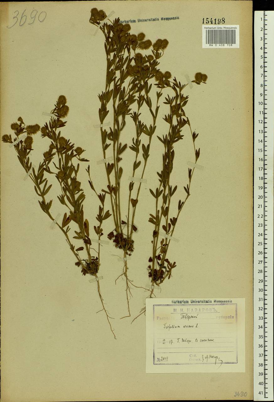 Trifolium arvense L., Eastern Europe, North-Western region (E2) (Russia)