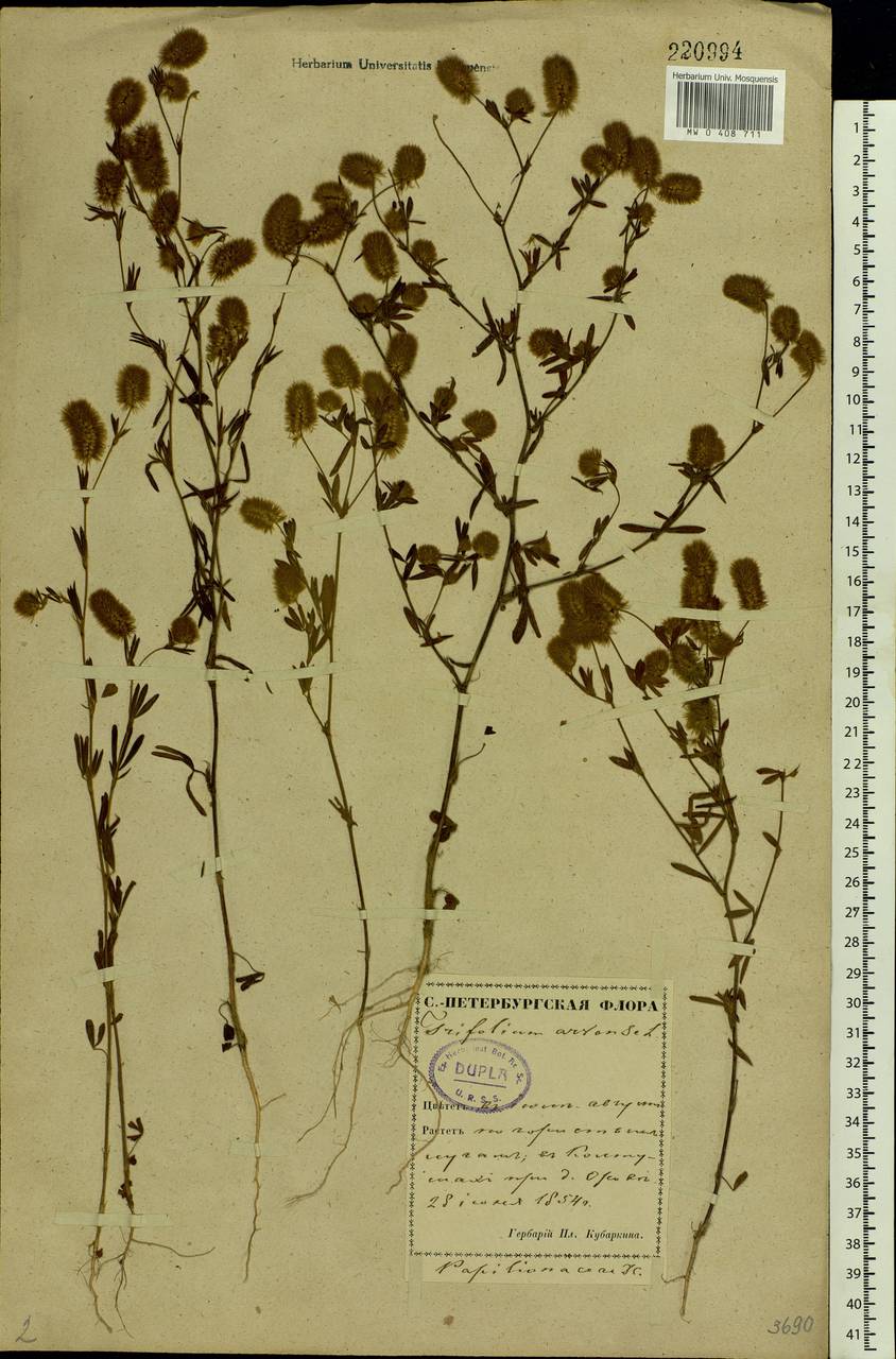 Trifolium arvense L., Eastern Europe, North-Western region (E2) (Russia)