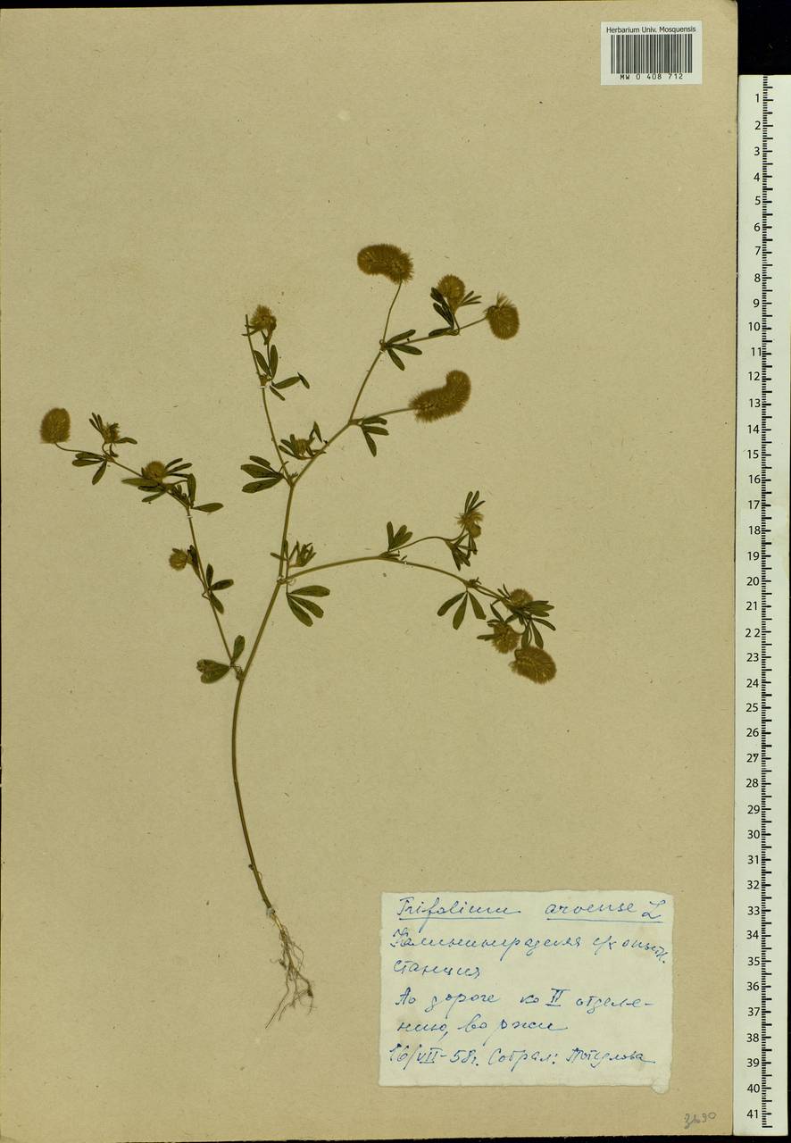 Trifolium arvense L., Eastern Europe, North-Western region (E2) (Russia)