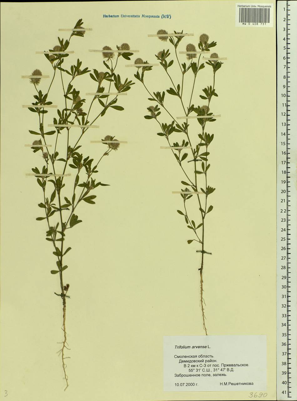 Trifolium arvense L., Eastern Europe, Western region (E3) (Russia)