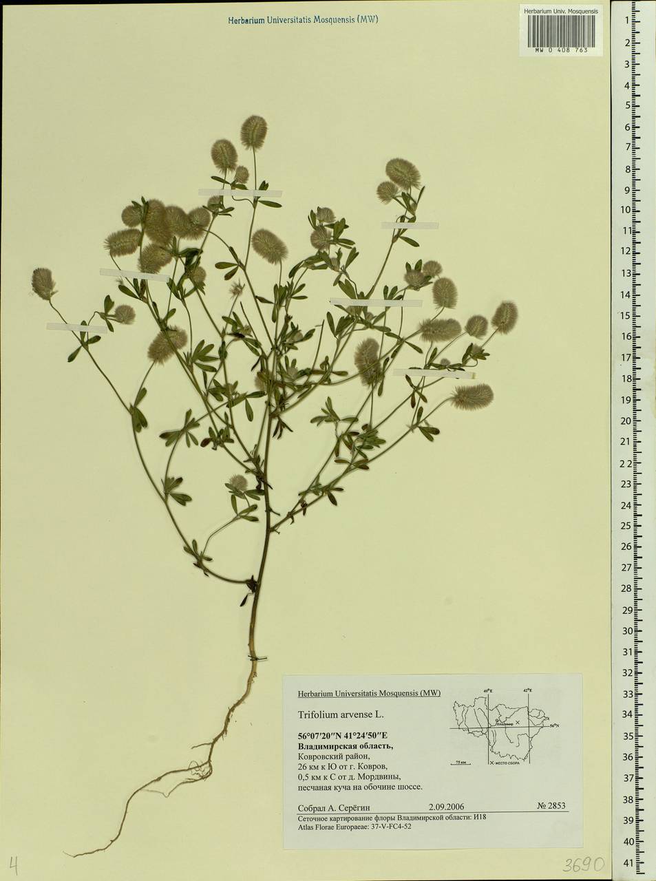 Trifolium arvense L., Eastern Europe, Central region (E4) (Russia)