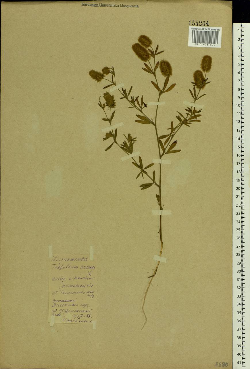 Trifolium arvense L., Eastern Europe, Moscow region (E4a) (Russia)