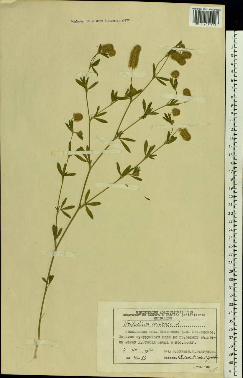 Trifolium arvense L., Eastern Europe, Moscow region (E4a) (Russia)