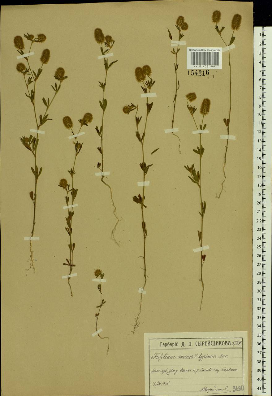 Trifolium arvense L., Eastern Europe, Moscow region (E4a) (Russia)