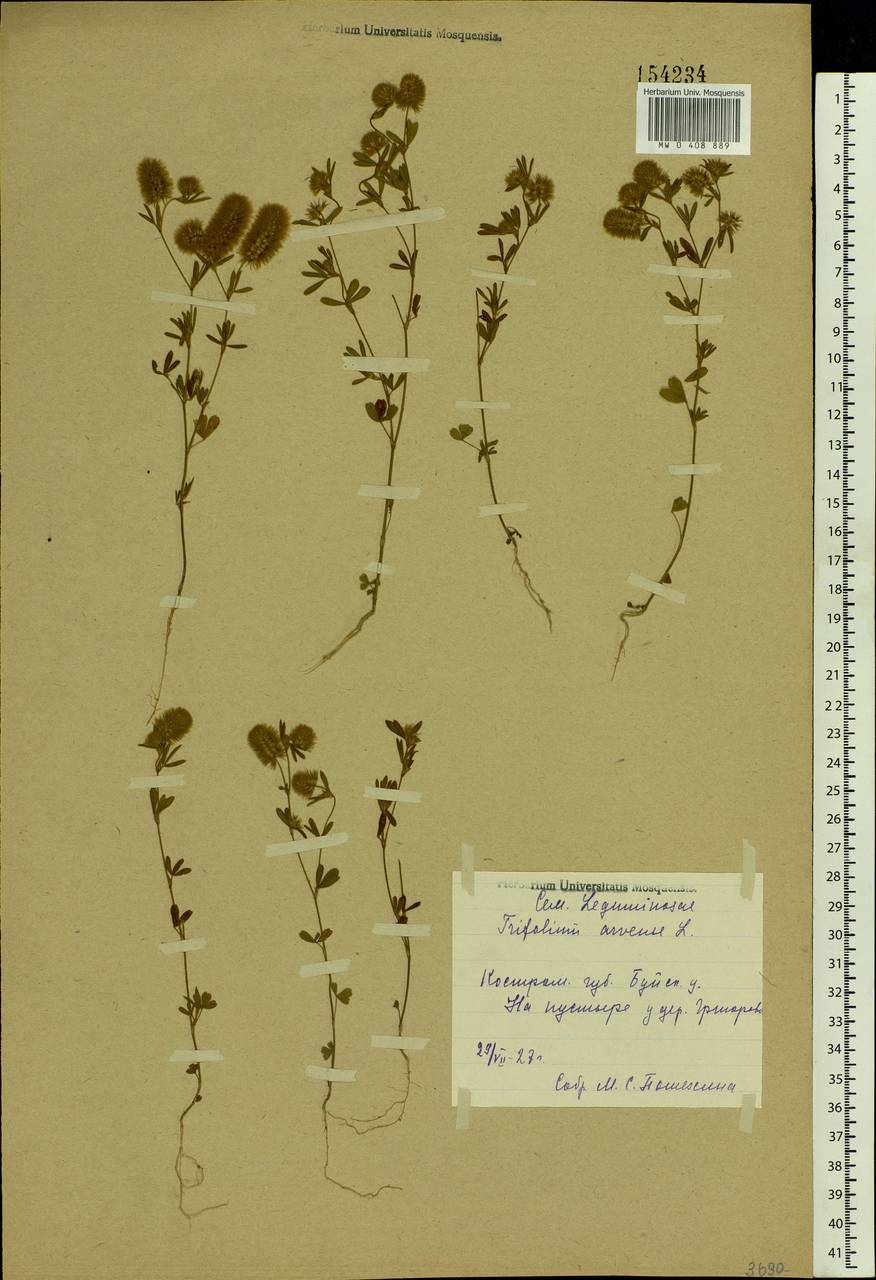 Trifolium arvense L., Eastern Europe, Central forest region (E5) (Russia)
