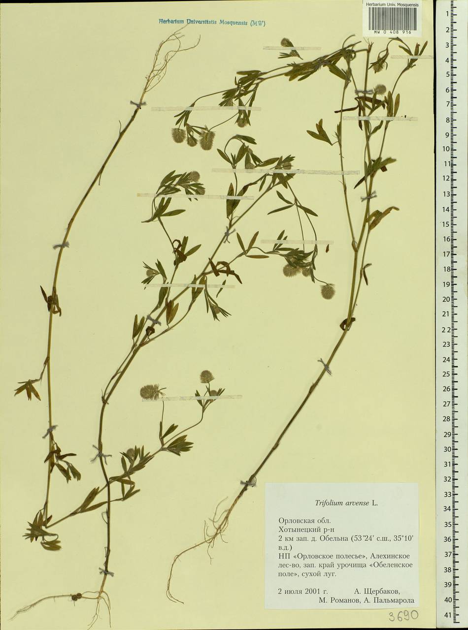 Trifolium arvense L., Eastern Europe, Central forest-and-steppe region (E6) (Russia)