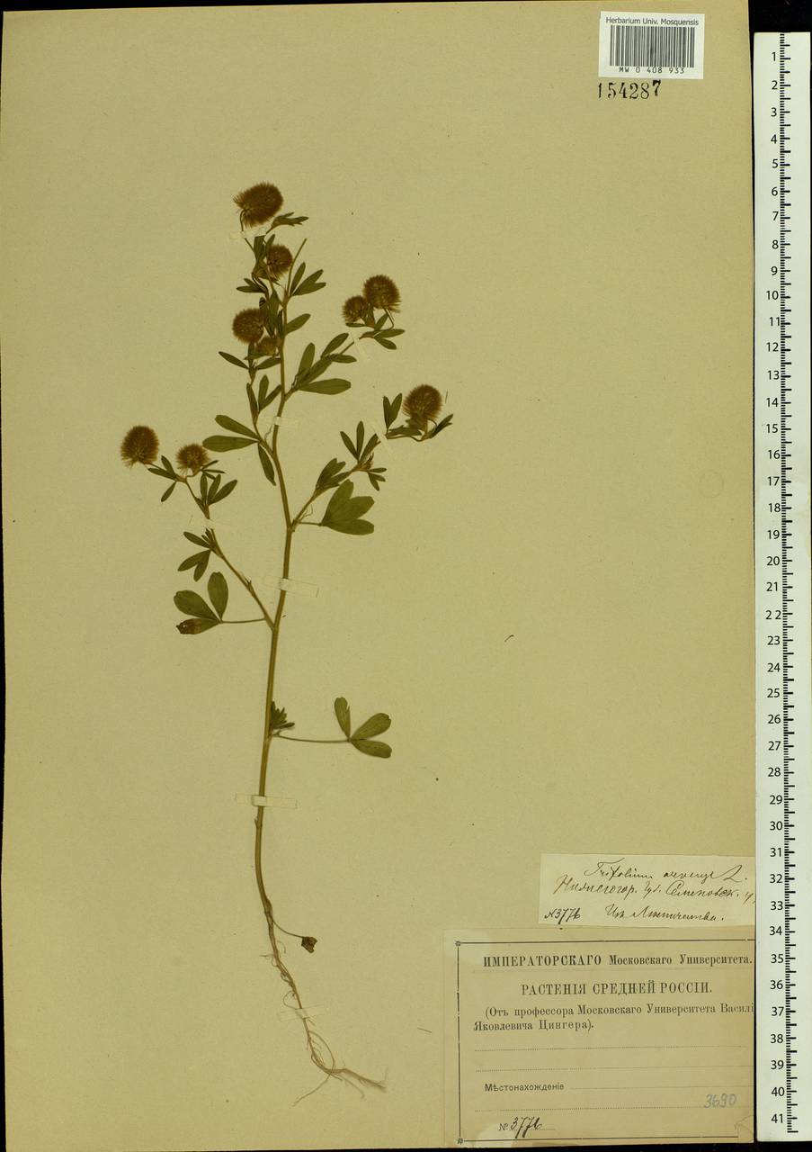 Trifolium arvense L., Eastern Europe, Volga-Kama region (E7) (Russia)