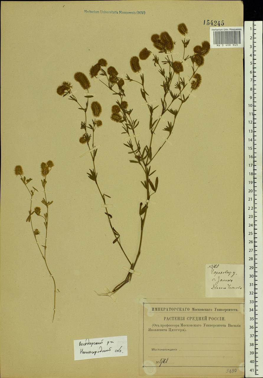 Trifolium arvense L., Eastern Europe, Volga-Kama region (E7) (Russia)
