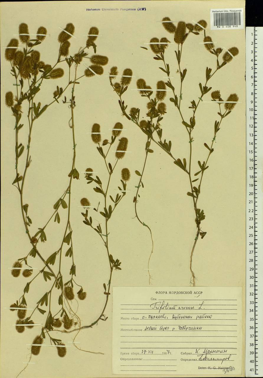 Trifolium arvense L., Eastern Europe, Middle Volga region (E8) (Russia)