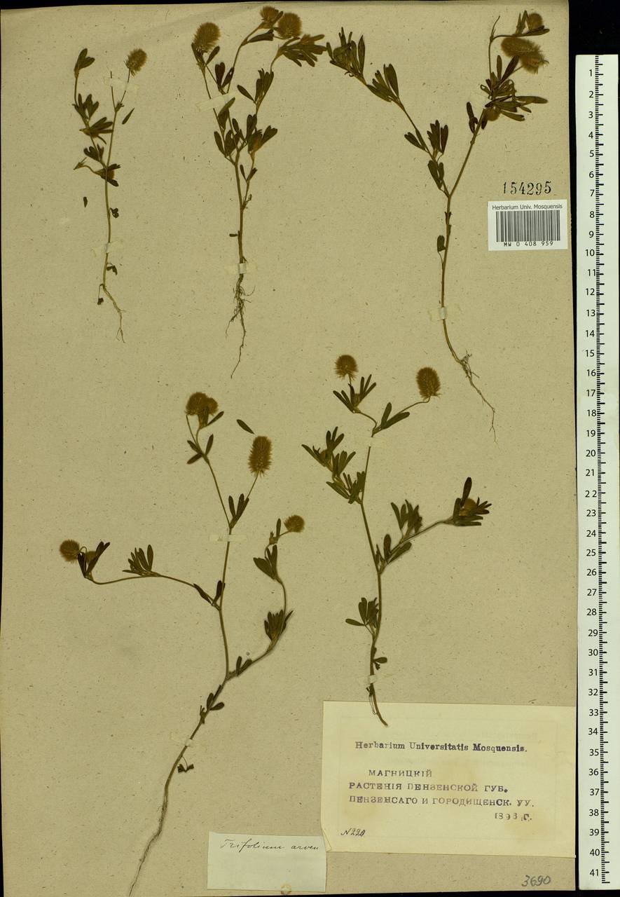 Trifolium arvense L., Eastern Europe, Middle Volga region (E8) (Russia)