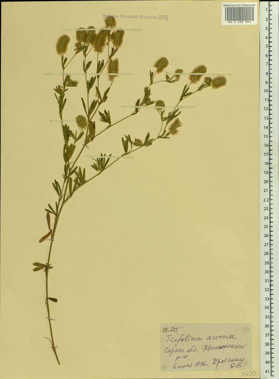 Trifolium arvense L., Eastern Europe, Lower Volga region (E9) (Russia)