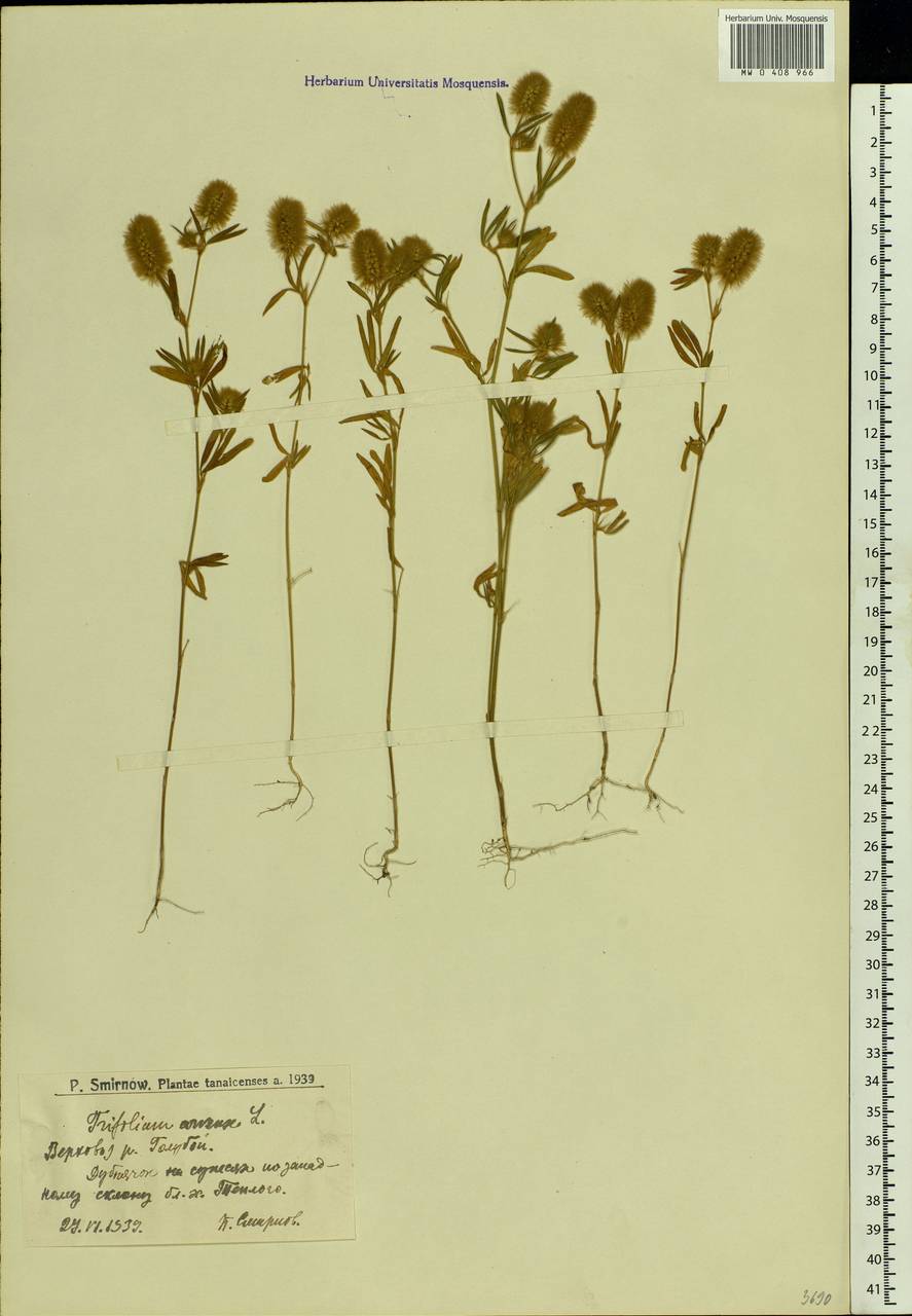 Trifolium arvense L., Eastern Europe, Lower Volga region (E9) (Russia)