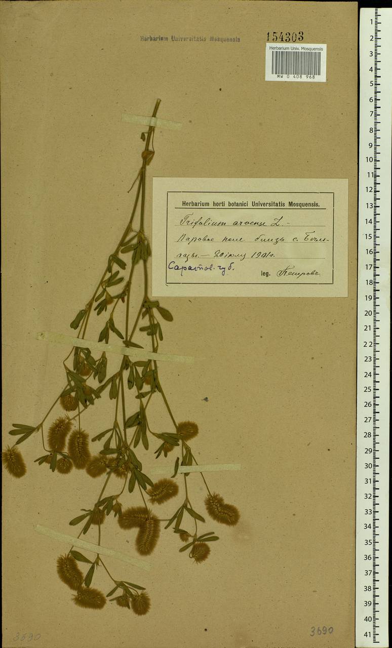 Trifolium arvense L., Eastern Europe, Lower Volga region (E9) (Russia)