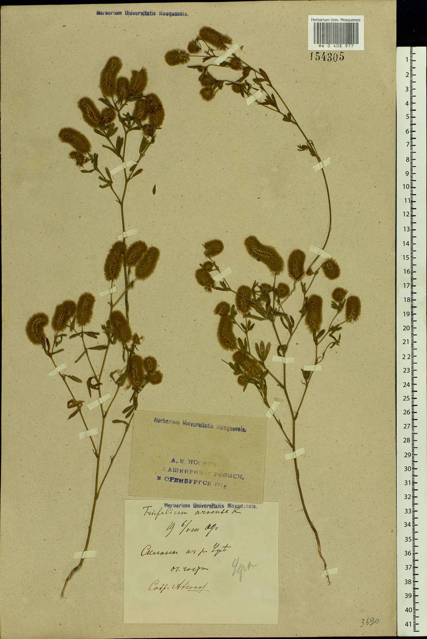 Trifolium arvense L., Eastern Europe, Eastern region (E10) (Russia)