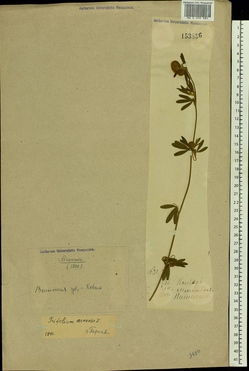 Trifolium arvense L., Eastern Europe, North Ukrainian region (E11) (Ukraine)