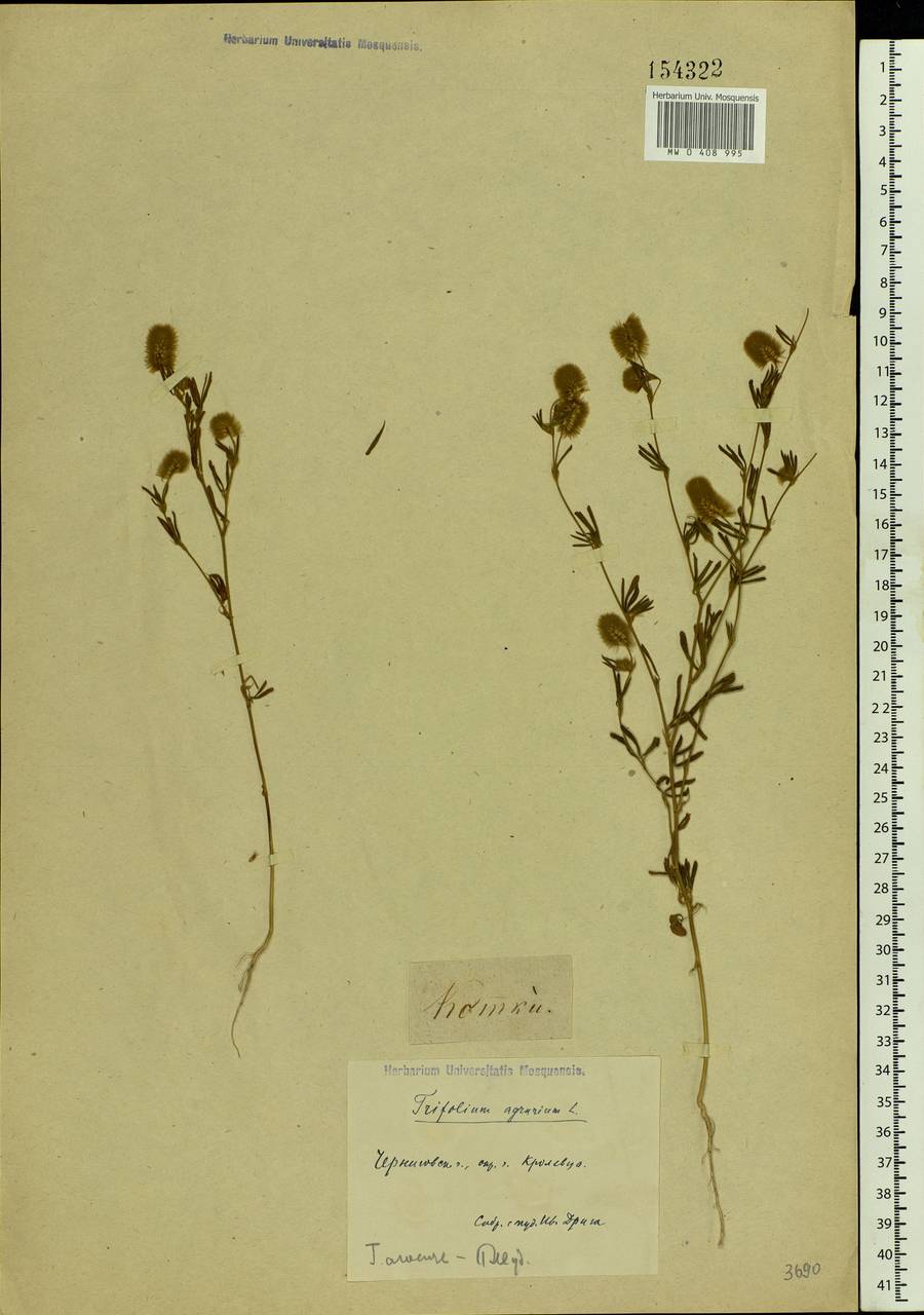 Trifolium arvense L., Eastern Europe, North Ukrainian region (E11) (Ukraine)