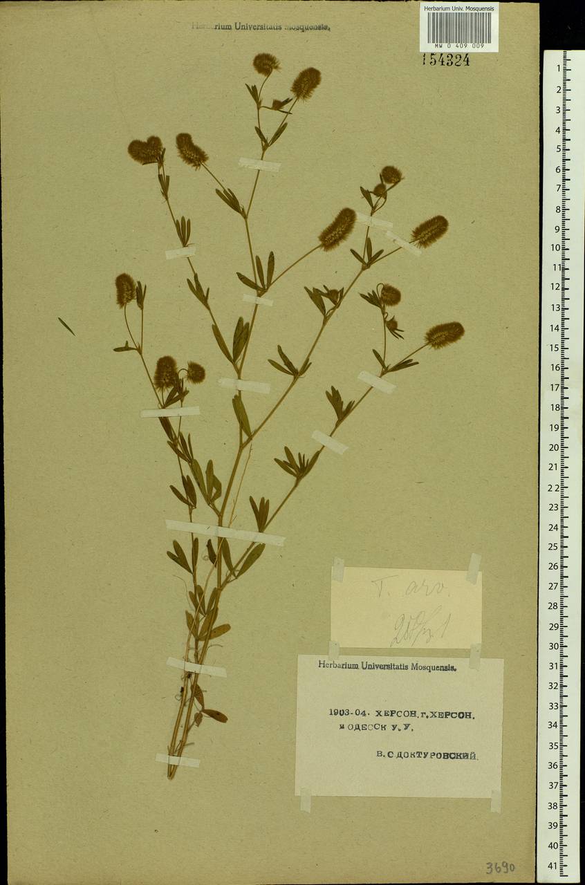 Trifolium arvense L., Eastern Europe, South Ukrainian region (E12) (Ukraine)