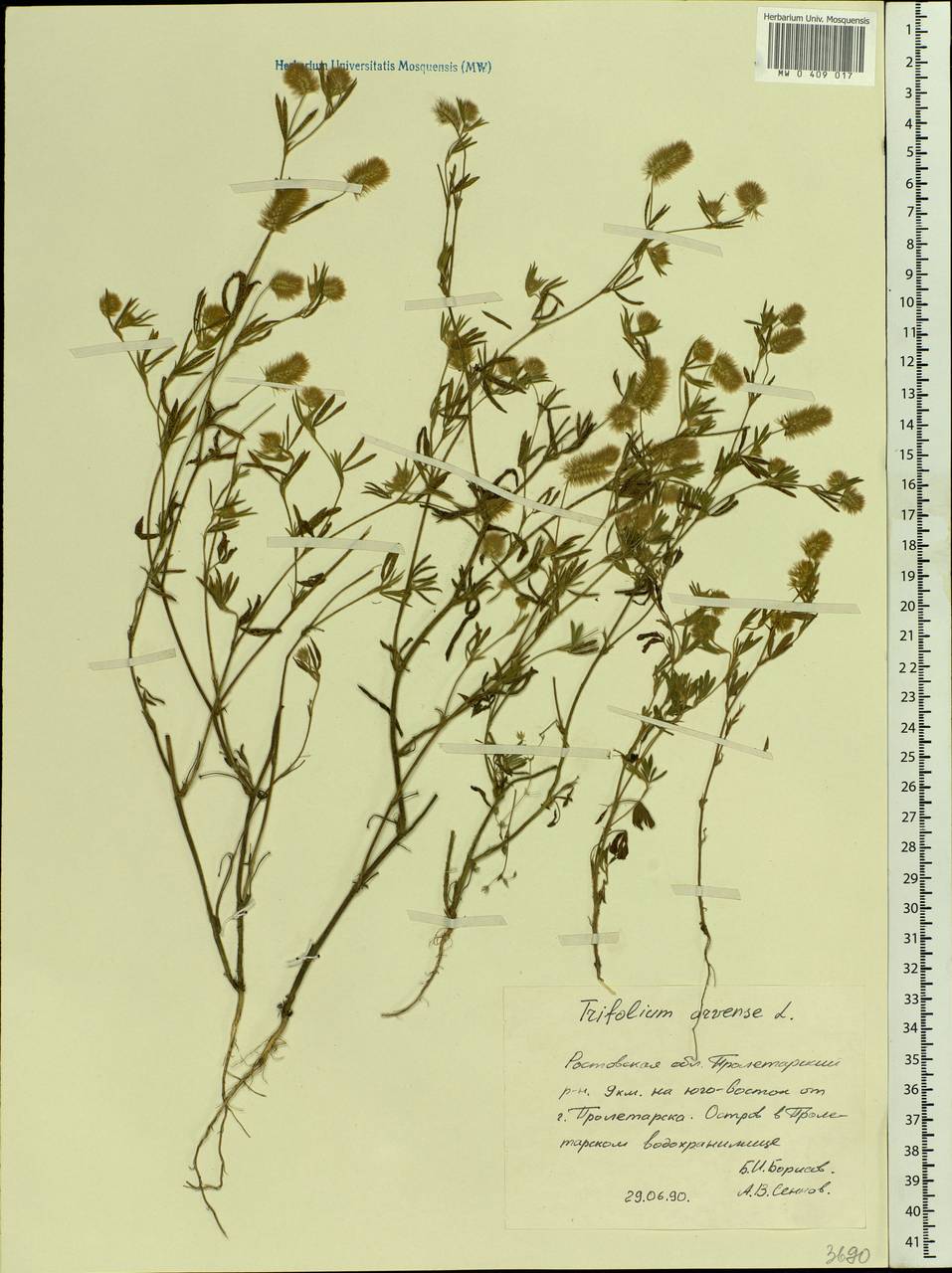 Trifolium arvense L., Eastern Europe, Rostov Oblast (E12a) (Russia)