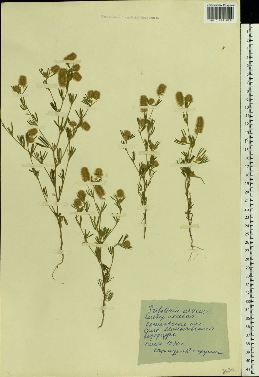 Trifolium arvense L., Eastern Europe, Rostov Oblast (E12a) (Russia)