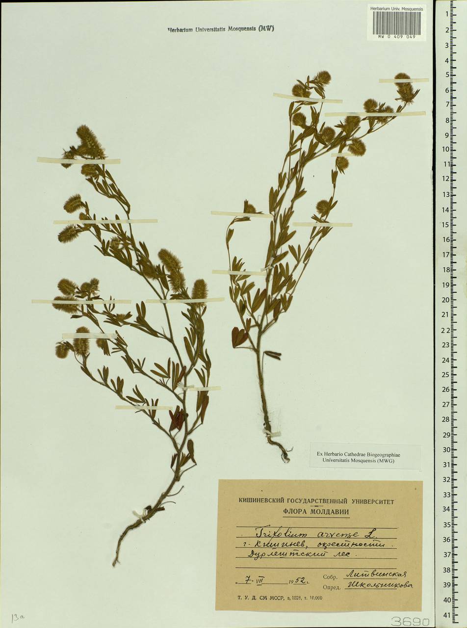 Trifolium arvense L., Eastern Europe, Moldova (E13a) (Moldova)