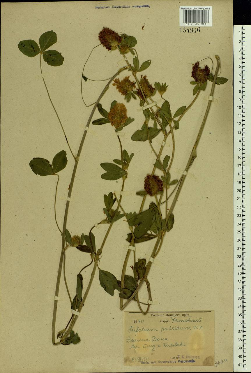 Trifolium pratense L., Eastern Europe, Rostov Oblast (E12a) (Russia)